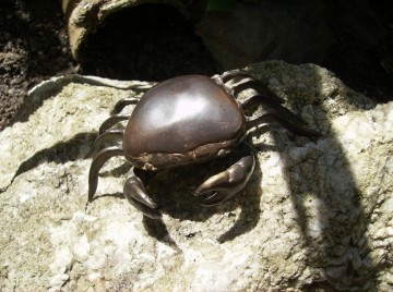 Krab, brons