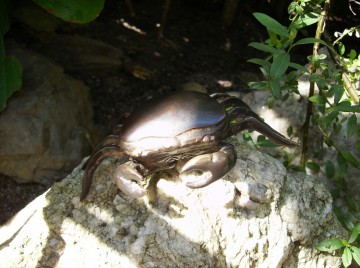 Krab, brons