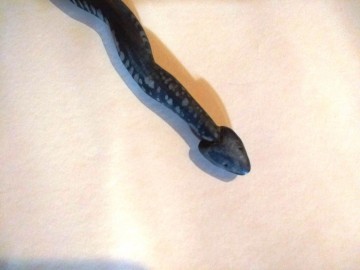 Slang hout tribal art 3