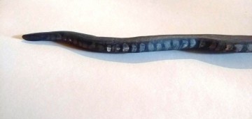 Slang hout tribal art 5